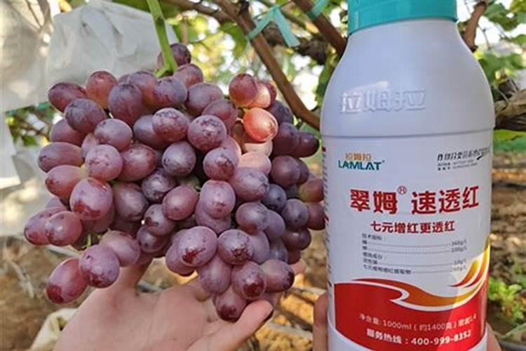 葡萄膨果肥用什么肥最好,葡萄的施肥时间是哪个时候
