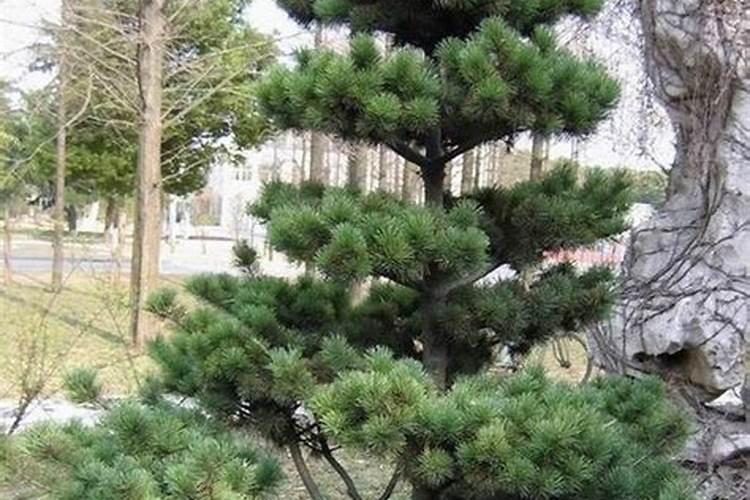 日本五针松栽培要点