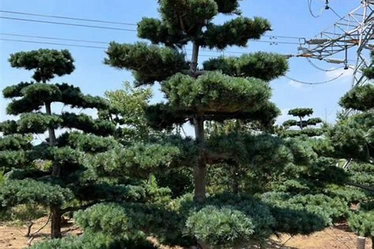 五针松日常怎样养护？