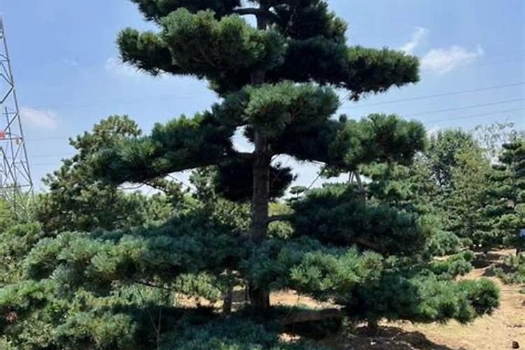 五针松施什么肥五针松施哪些肥