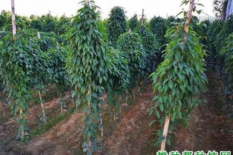 山药用哪些肥料作基肥？山药底肥用什么肥料好？山药底肥用矿源黄腐酸...