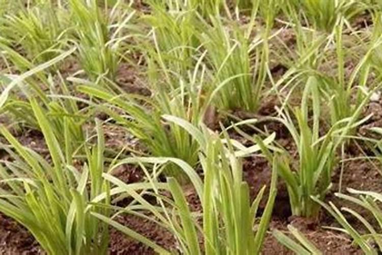 韭菜施肥技术要点 韭菜施肥方法