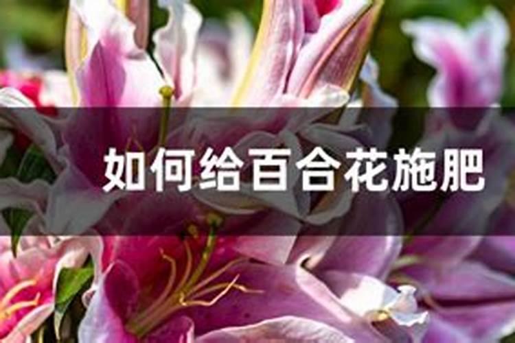 百合花施肥方法,用什么肥好