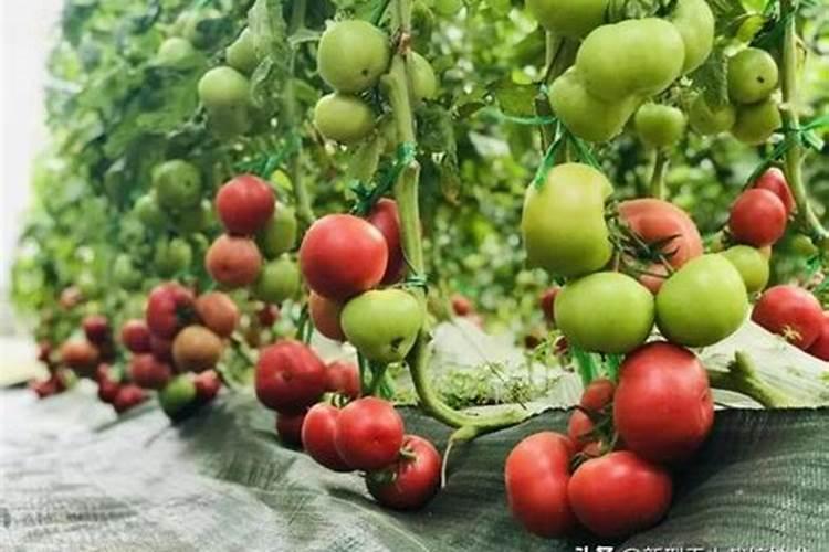 西红柿开花期施什么肥 怎么施肥结果多