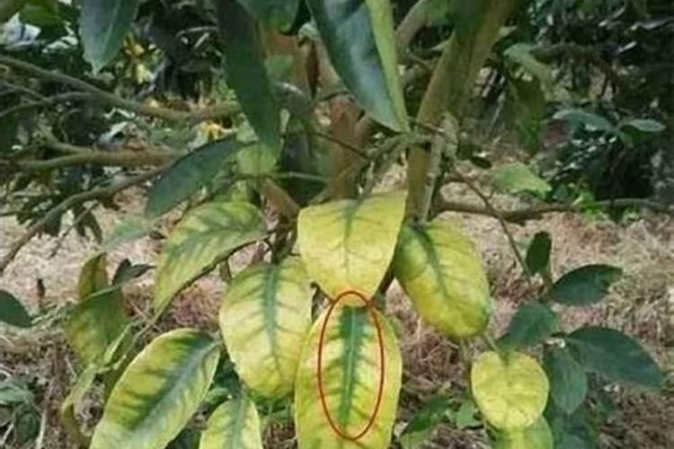 怎么自制叶面肥给植物补充微量元素让植物长得更好