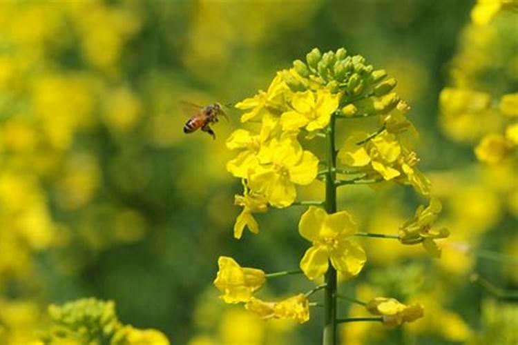 油菜什么时候施硼肥