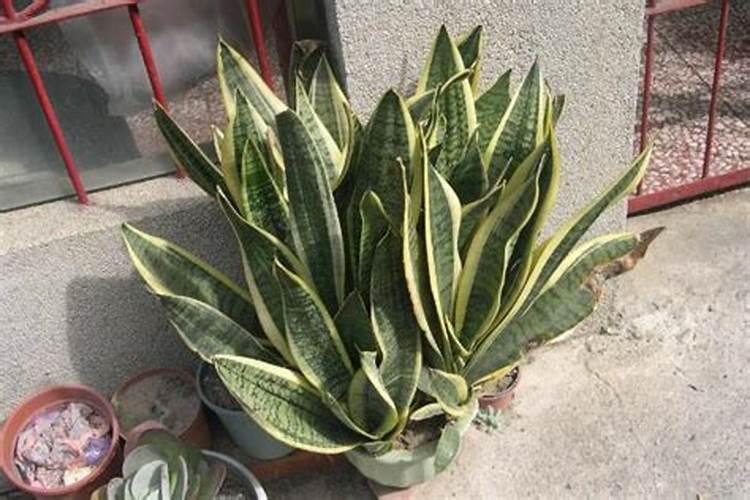 夏季虎皮兰如何施肥芽儿长得粗又壮