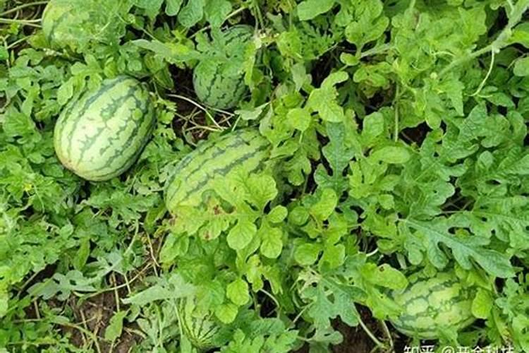 西瓜膨果期用什么肥料