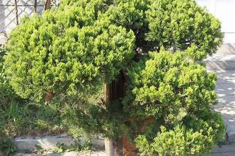 冬青树什么时候种植最佳时机存活率最高呢