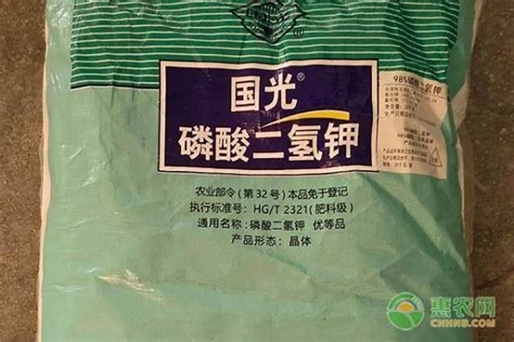 马兰花为什么不开花