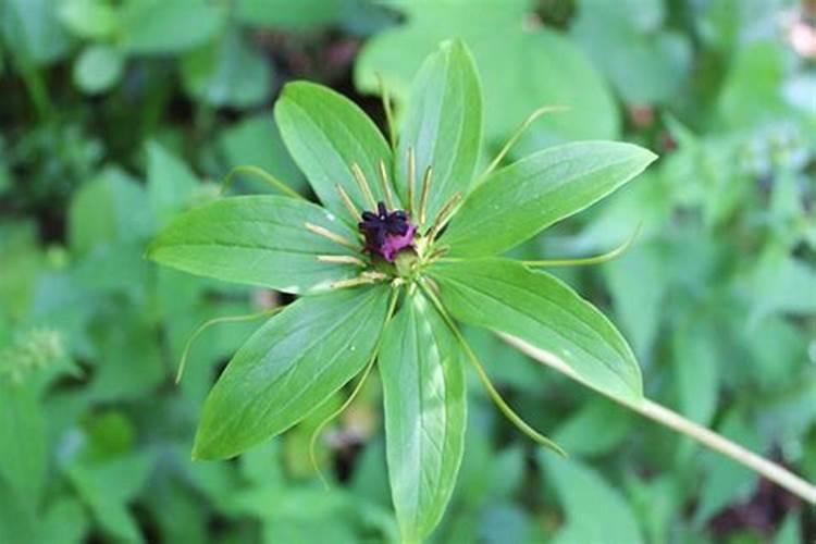 七叶一枝花种植方法