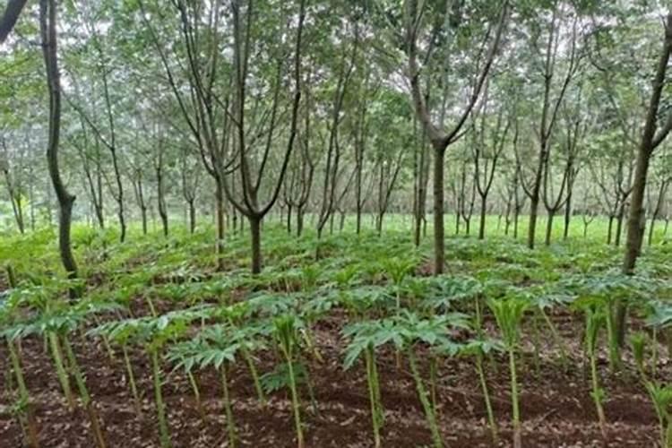 种魔芋用什么肥料最好