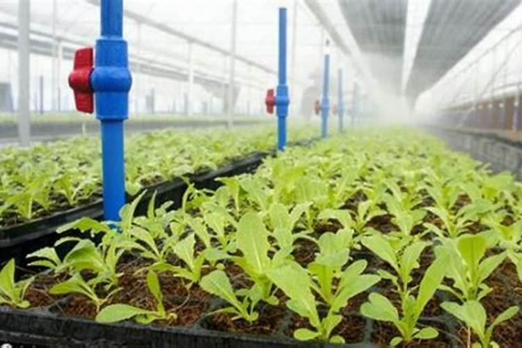种菜用什么肥料比较好、菜子用什么肥料好