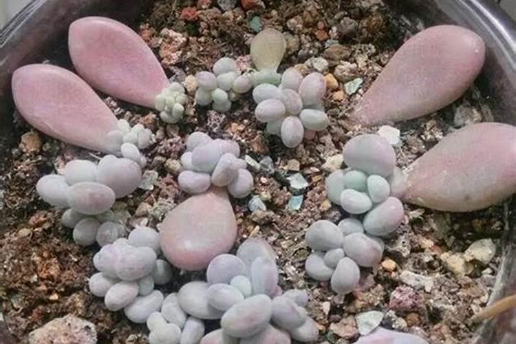 生根最快的肥料