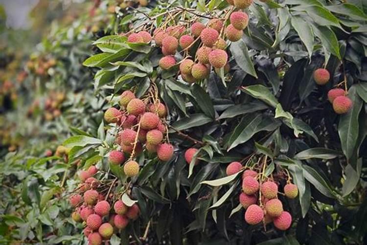 荔枝保果期用那种钾肥好