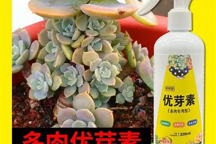 多肉长出两个花心怎么办