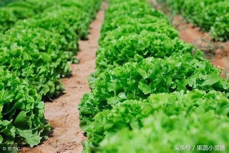 蔬菜该怎么施用氮肥效果才会最好
