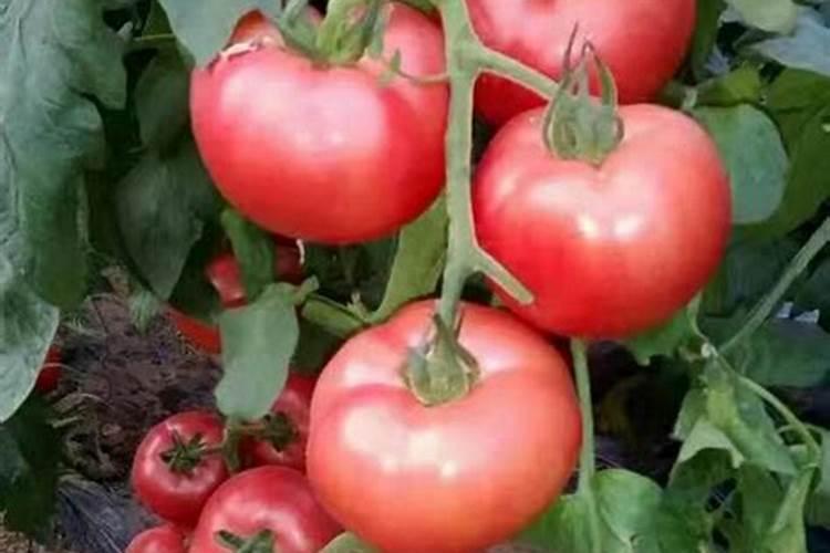 种西红柿用什么肥料最好