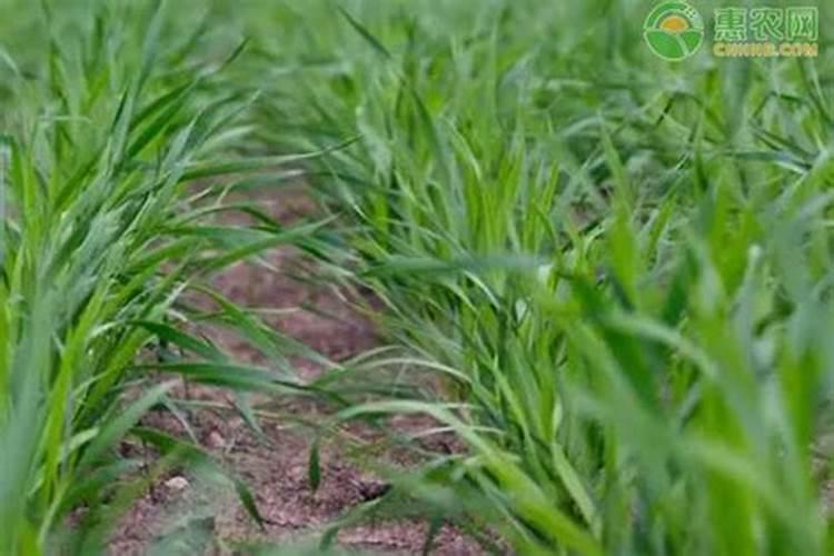 怎样施用硼肥防治小麦不稔症？