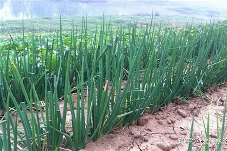种植小葱用什么肥料？
