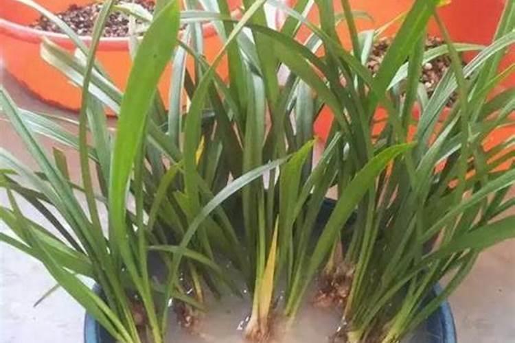 兰花用了多菌灵有何好处