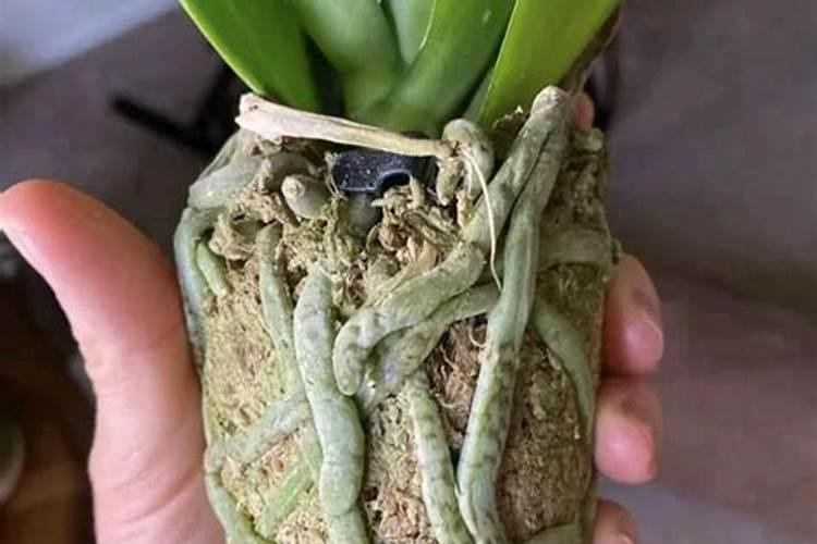 蝴蝶兰用什么肥