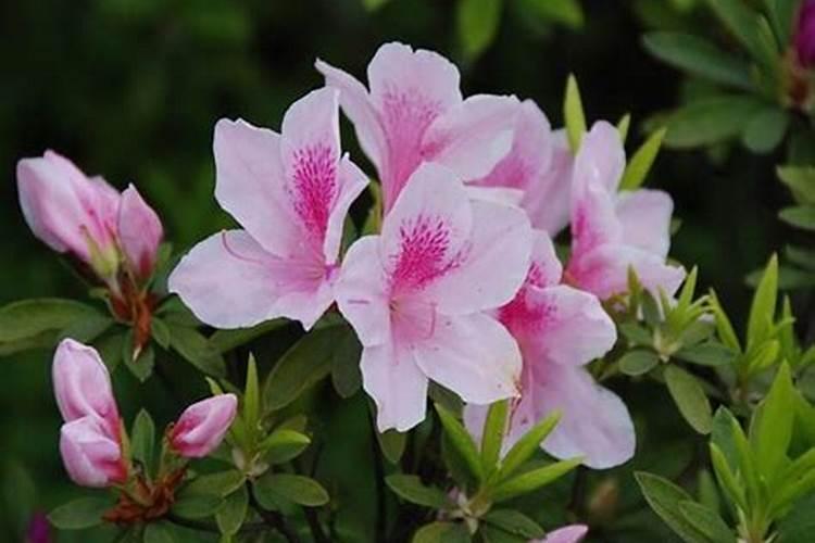 杜鹃花开花时怎么浇水,施肥