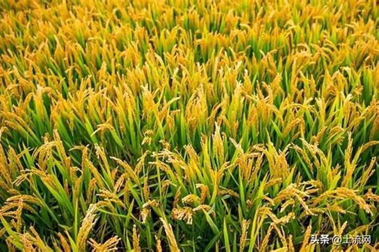 玉米什么时候打富硒最好？