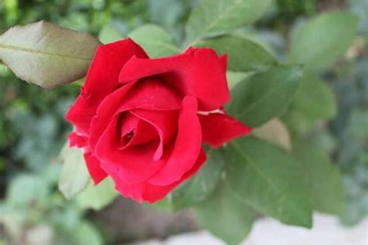 玫瑰花怎么施肥,玫瑰花施氮磷钾肥最为合适