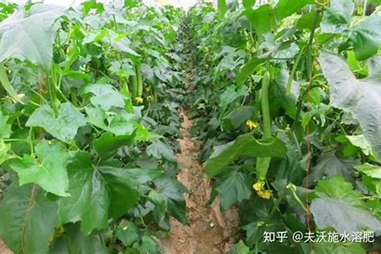 青菜用什么肥料最好