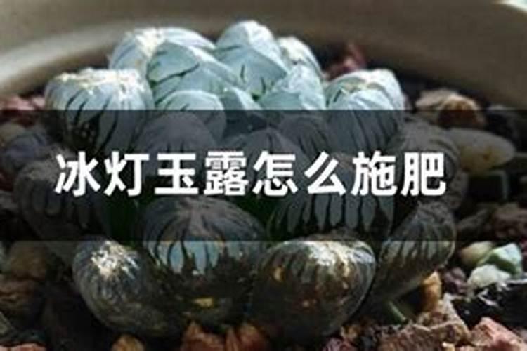 新买的玉露怎么养
