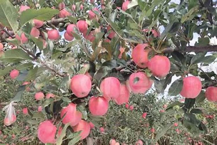 苹果树用什么肥料好