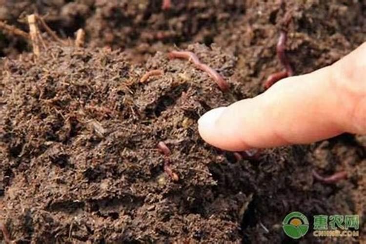 瓜果蔬菜叶面肥的正确使用方法(什么时候打叶面肥好)