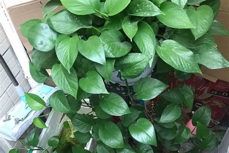 绿萝施氮肥多少比例