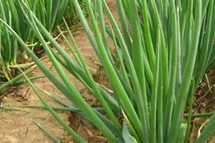 复合肥兑水还是埋土