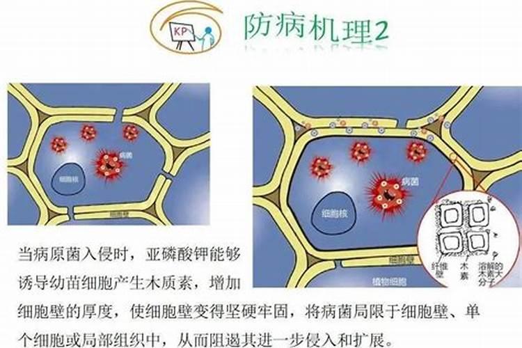 分析氧对植物吸收钾离子的影响