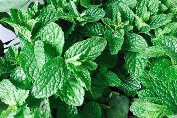 薄荷多久施一次肥 薄荷每隔多久需要追加一次肥料？