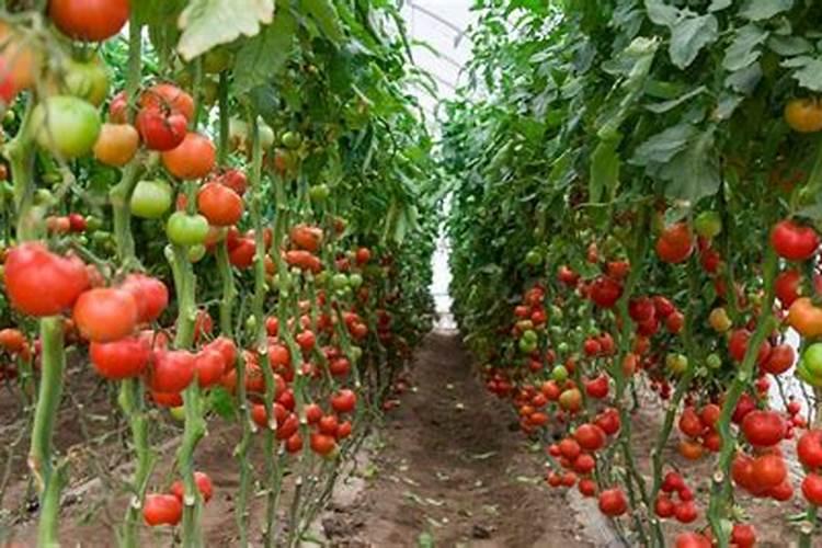 西红柿定植需要什么肥料 如何给西红柿施肥