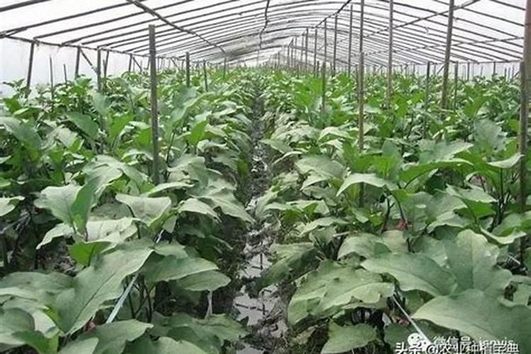 高钾肥会导致茄子僵果吗 如何正确施钾肥