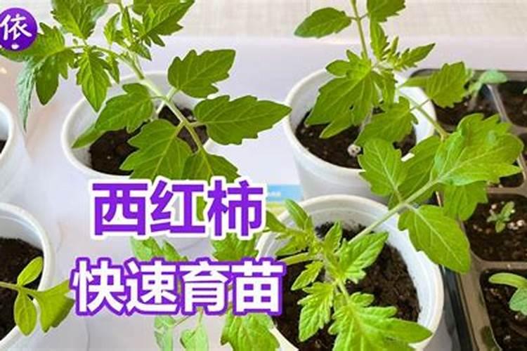 西红柿需要什么肥料