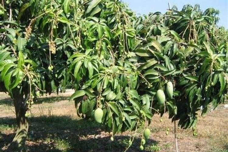 芒果花期管理方法与要点