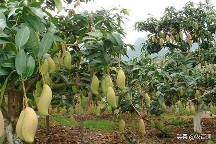 芒果施肥管理技术 芒果施肥管理技术是怎样的