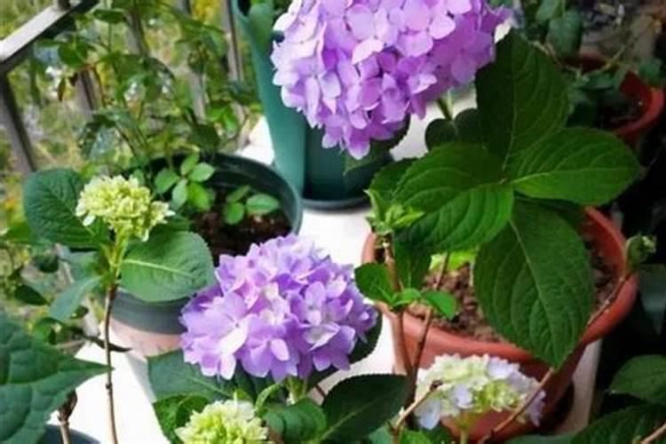 绣球花什么时候浇磷酸二氢钾