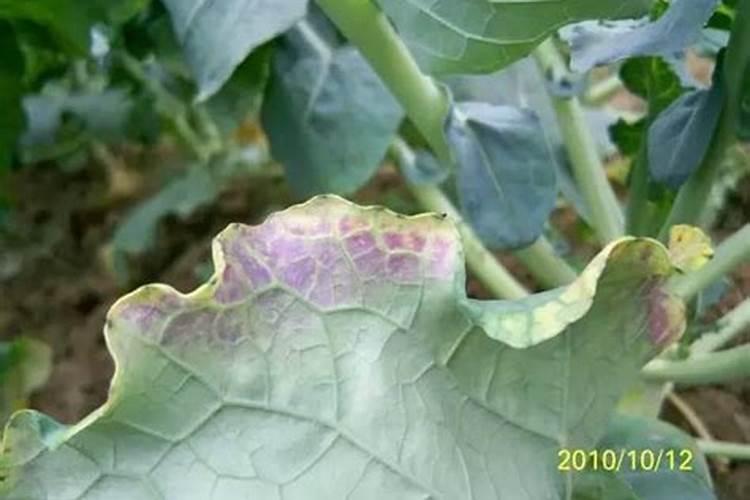 老师你好,土豆缺磷是什么症状？如何控制这个问题？