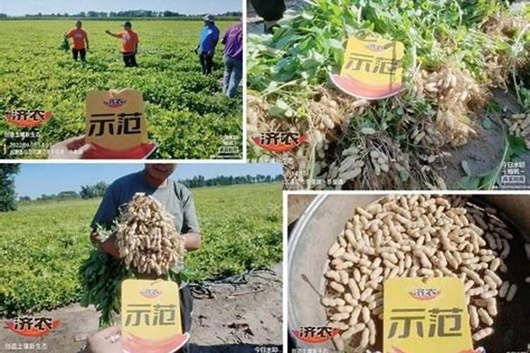 花生硼肥什么时间施用
