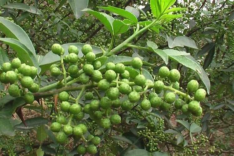花椒树施什么肥