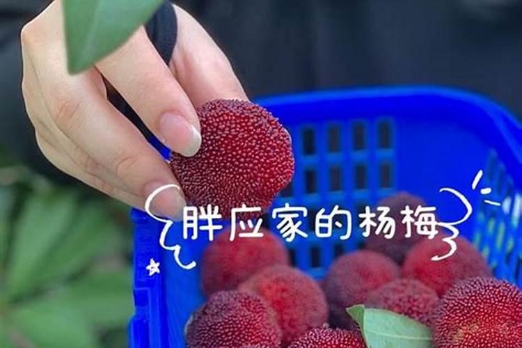杨梅怎么种