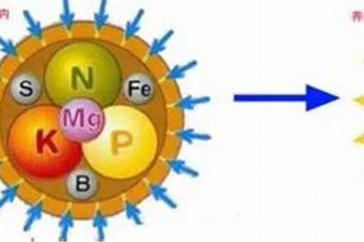 缓控释肥在水稻上的施用技术