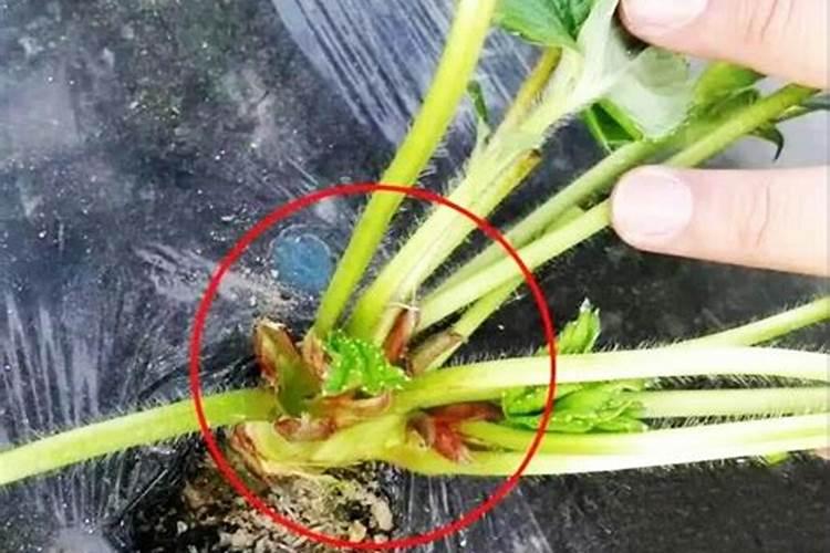 草莓各个阶段施肥