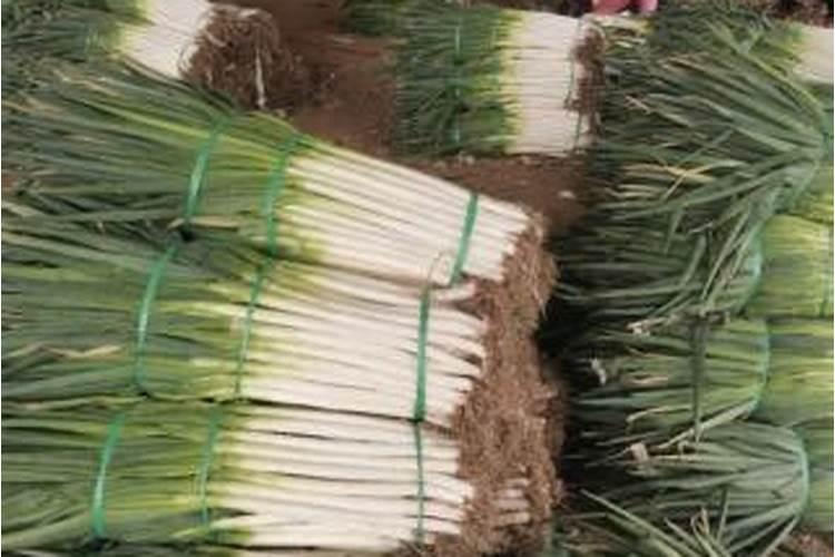 种植大葱怎么施肥能高产？